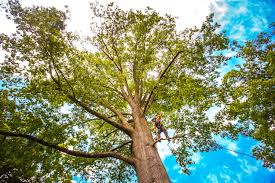 How Our Tree Care Process Works  in  Sublimity, OR