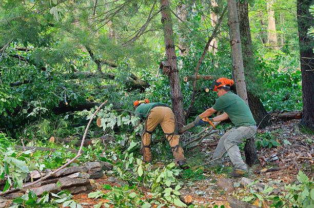 Best Root Management and Removal  in Sublimity, OR