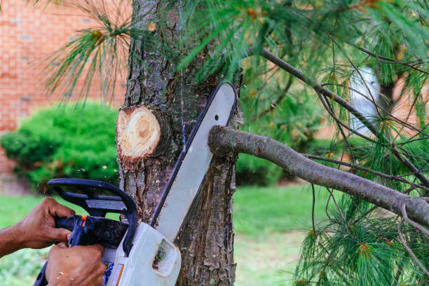 Trusted Sublimity, OR Tree Care Services Experts